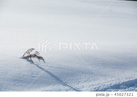 雪原の枯れ草 45027321