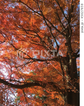 秋晴れ紅葉 秋晴れ紅葉 45027659