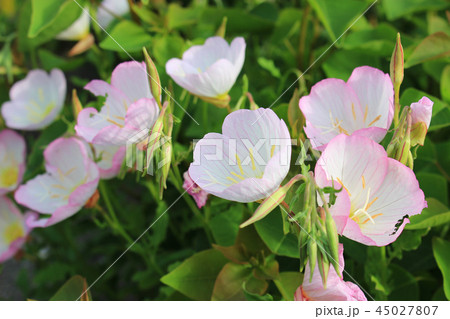 昼咲き月見草の花 45027807