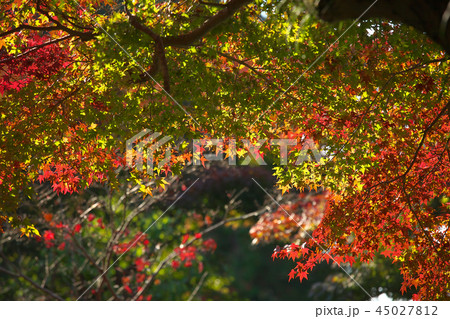紅葉・もみじ　　自然風景 45027812