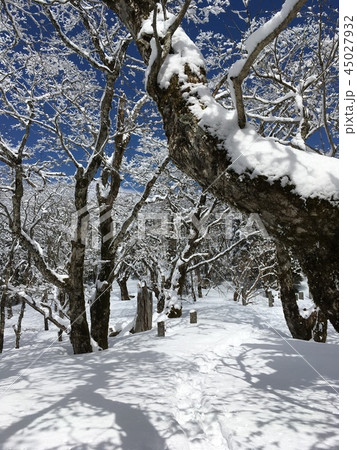 雪山散歩 45027932