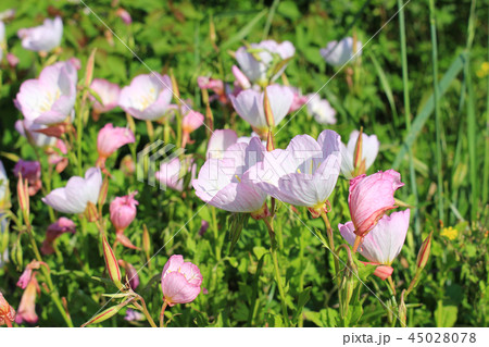 昼咲き月見草の花 昼咲き月見草の花 45028078