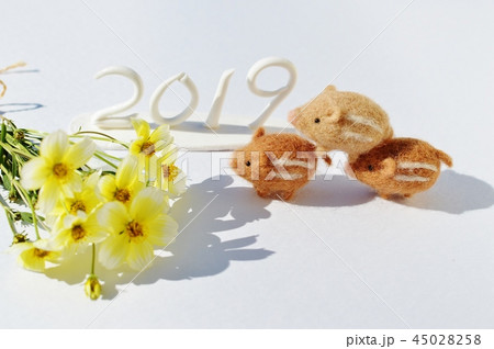 ウリボウとウィンターコスモスのお正月 45028258
