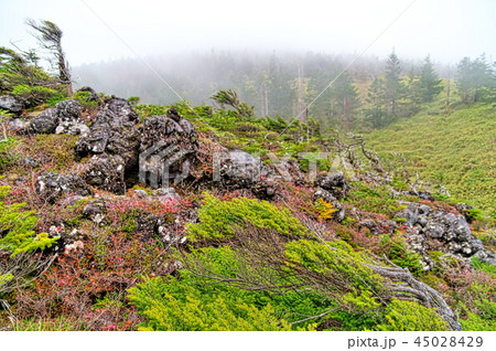 北八ヶ岳 坪庭 北八ヶ岳 坪庭 45028429
