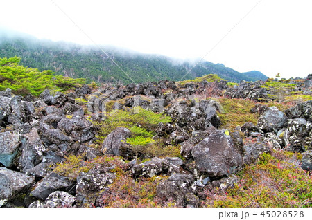 北八ヶ岳 坪庭 北八ヶ岳 坪庭 45028528