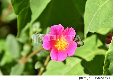 ポーチュラカ（花滑りひゆ） 45028754