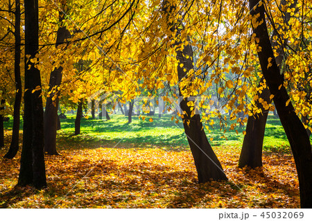 golden autumn on a sunny day 45032069