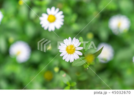top view white daisy flower in green garden 45032670