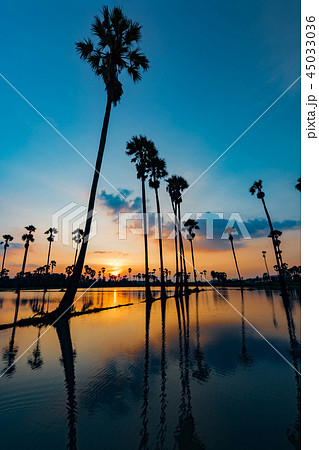 beautiful sunset reflection of silhouettes Palm tr 45033036