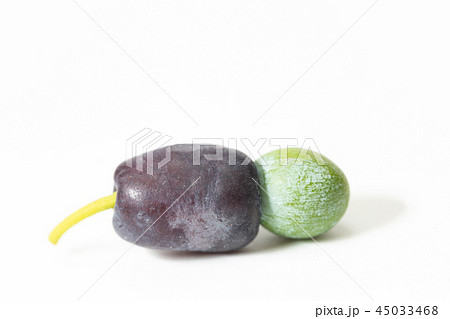 イヌマキ　果実 45033468