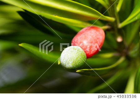 イヌマキ　果実 45033536