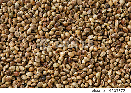Hemp seeds. Close up. Space for text. Hemp seeds. Close up. Space for text. 45033724