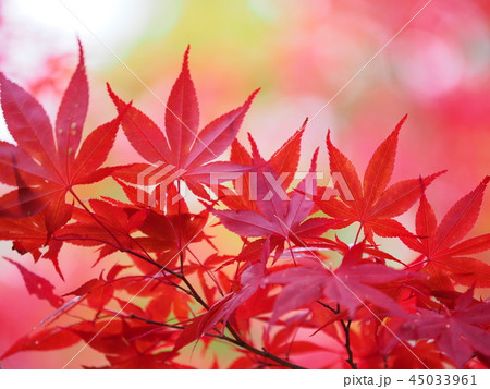 北海道の紅葉 真っ赤なもみじ 45033961