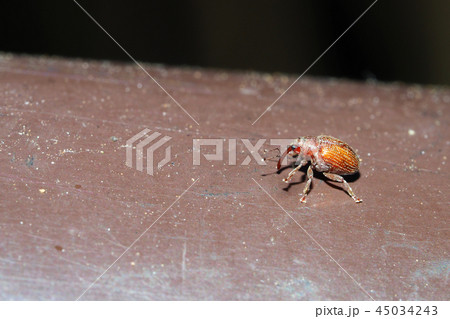 チャイロアカサルゾウムシ 45034243