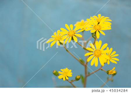 ツワブキ 花 ツワブキ 花 45034284