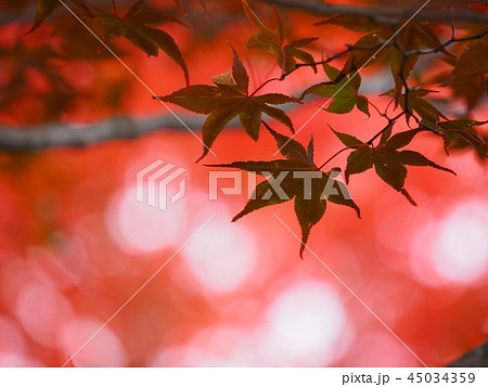 北海道の紅葉 美しいもみじと玉ボケ 45034359