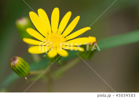 ツワブキ　花 45034583