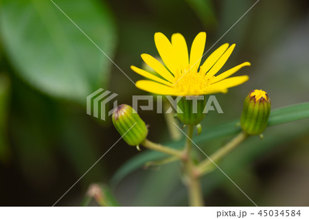 ツワブキ 花 ツワブキ 花 45034584
