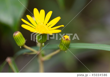 ツワブキ　花 45034586