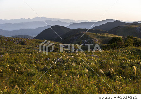 ススキ　平尾台のススキ 45034925