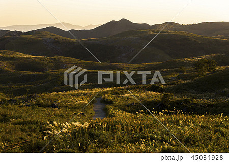 ススキ 平尾台のススキ ススキ 平尾台のススキ 45034928