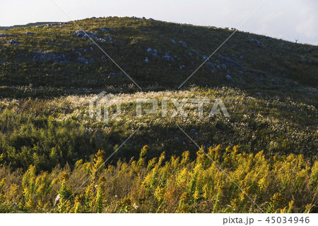 平尾台の秋　平尾台のススキ 45034946
