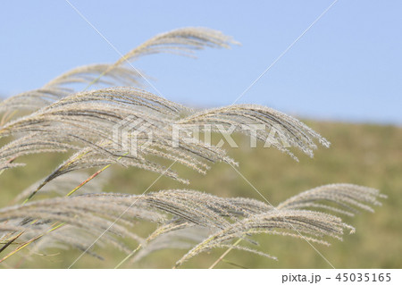 ススキ　平尾台のススキ 45035165