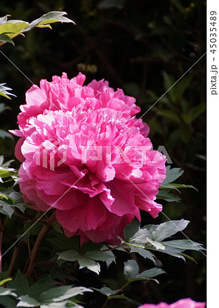 牡丹 品種は越後獅子 花言葉は「高貴」 牡丹 品種は越後獅子 花言葉は「高貴」 45035489