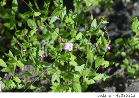 赤花夕化粧 ユウゲショウ 花言葉は「臆病」 赤花夕化粧 ユウゲショウ 花言葉は「臆病」 45035512