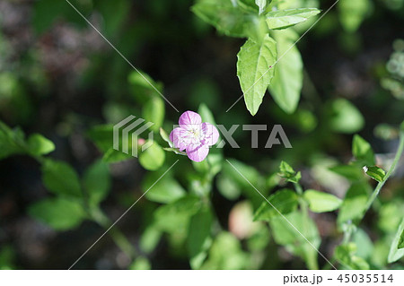 赤花夕化粧　ユウゲショウ　花言葉は「臆病」　 45035514