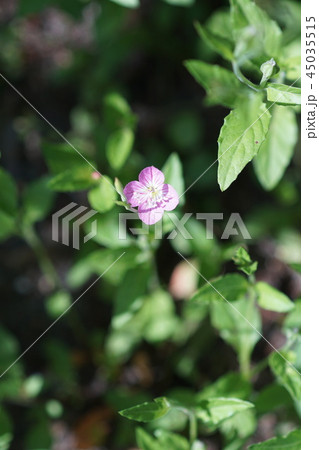 赤花夕化粧　ユウゲショウ　花言葉は「臆病」　 45035515
