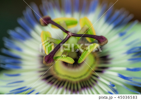 Yellow, white and blue tropical flower Yellow, white and blue tropical flower 45036583