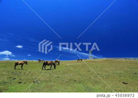 与那国島の東崎灯台と与那国馬 45036972