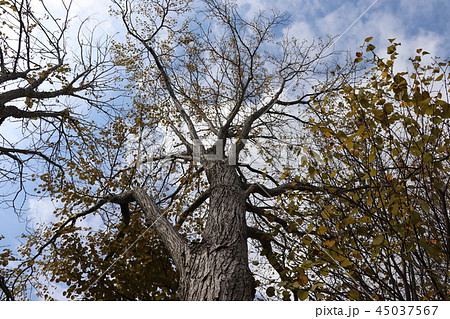 紅葉をはじめた桂 45037567