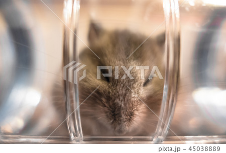 Hamster peeking from inside a plastic tube 45038889