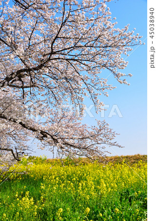 桜景 熊谷桜堤 桜景 熊谷桜堤 45038940
