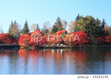 蓼科湖　紅葉 45039140