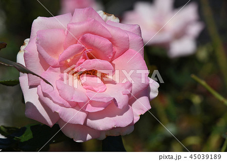 バラ（ウィミー） 45039189