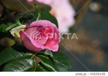バラ（ウィミー） 45039190