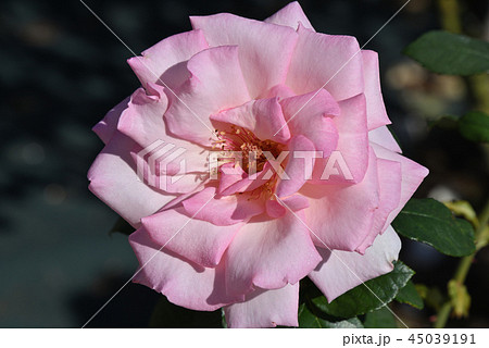 バラ（ウィミー） 45039191