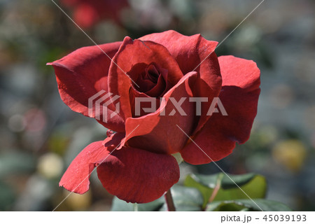 バラ（ブラック・ティー） 45039193