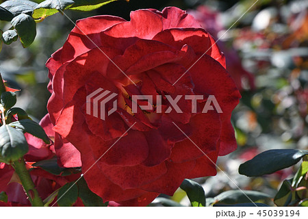 バラ（ブラック・ティー） 45039194