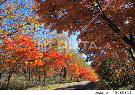 横谷渓谷 紅葉の写真素材