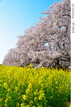 桜景 熊谷桜堤 桜景 熊谷桜堤 45039520