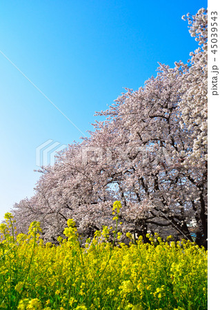 桜景　熊谷桜堤 45039543