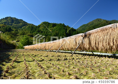 高知県仁淀川町長者　黄金色に実った棚田の稲を刈るひと 45039786