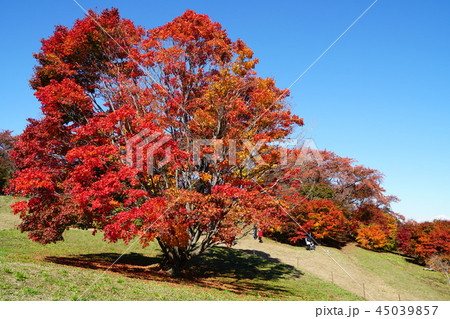 七色大カエデの紅葉（大峰高原） 45039857