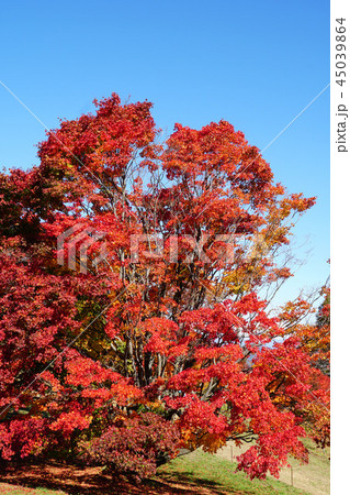 七色大カエデの紅葉(大峰高原) 七色大カエデの紅葉(大峰高原) 45039864
