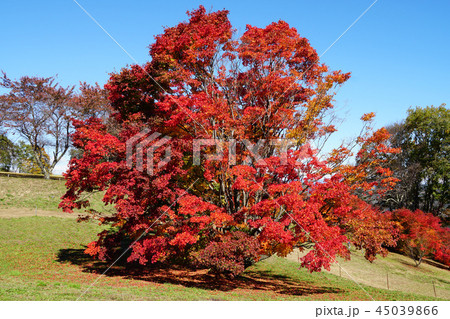 七色大カエデの紅葉(大峰高原) 七色大カエデの紅葉(大峰高原) 45039866
