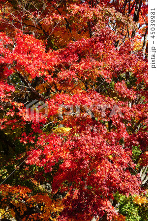 七色大カエデの紅葉（大峰高原） 45039981